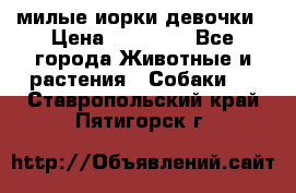 милые иорки девочки › Цена ­ 15 000 - Все города Животные и растения » Собаки   . Ставропольский край,Пятигорск г.